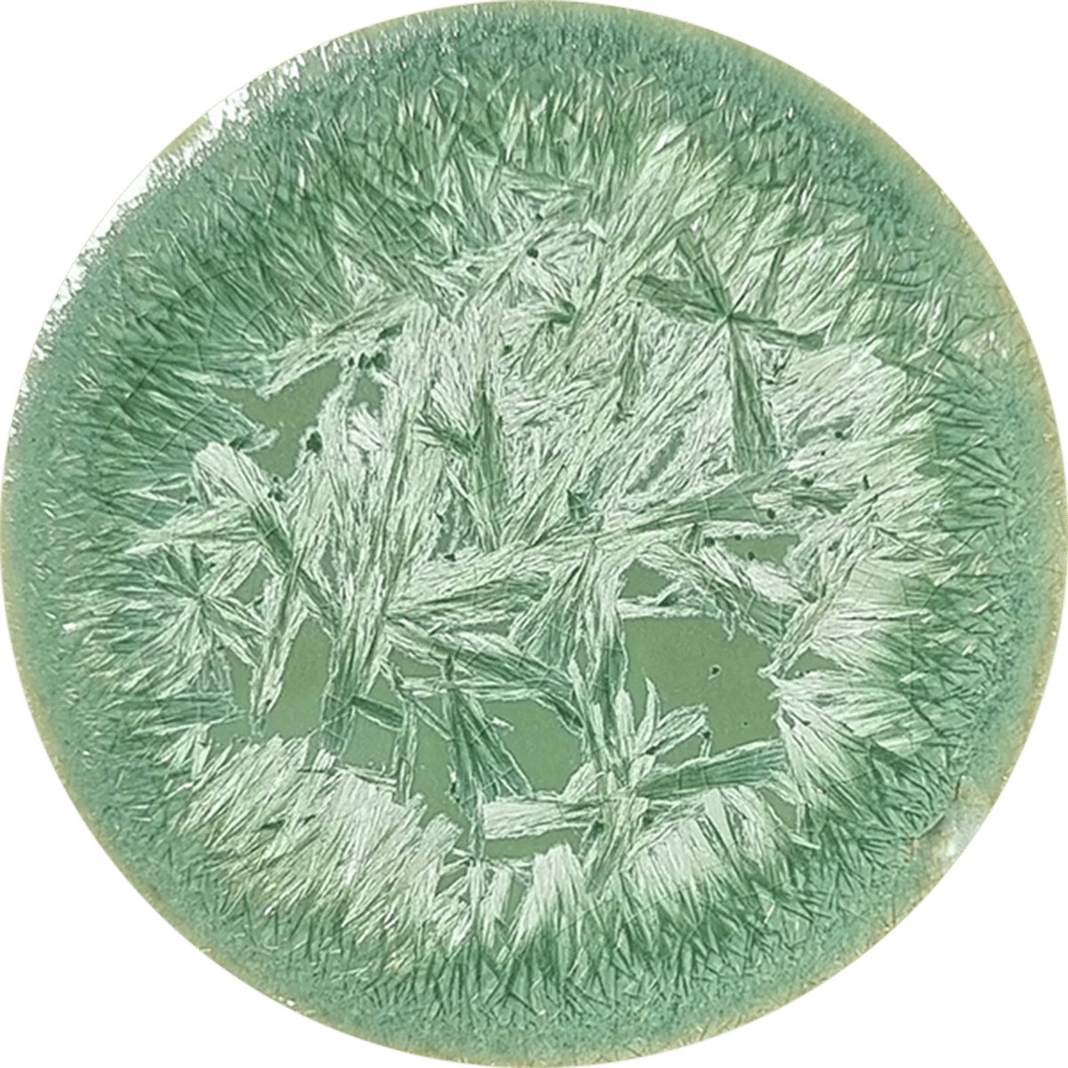 antares-supernova-pint-cone-4-8